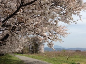 sakura_michi